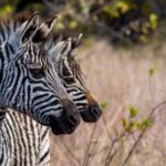 Zebra2